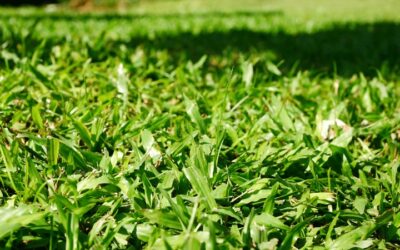 What Type of Grass Grows Best in Texas?