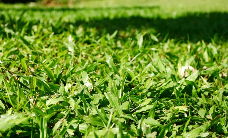 Bermuda Grass - Best Types of Grass for Texas