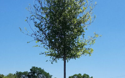 What Types of Trees Grow Best in Texas?