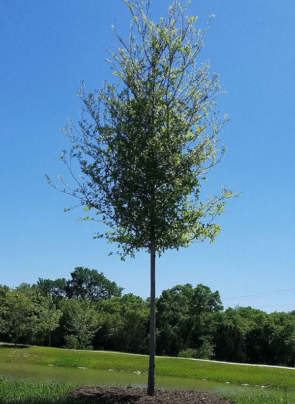 Cedar Elm - Best Trees for Texas