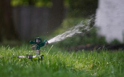 Best Time to Water Your Lawn in Texas